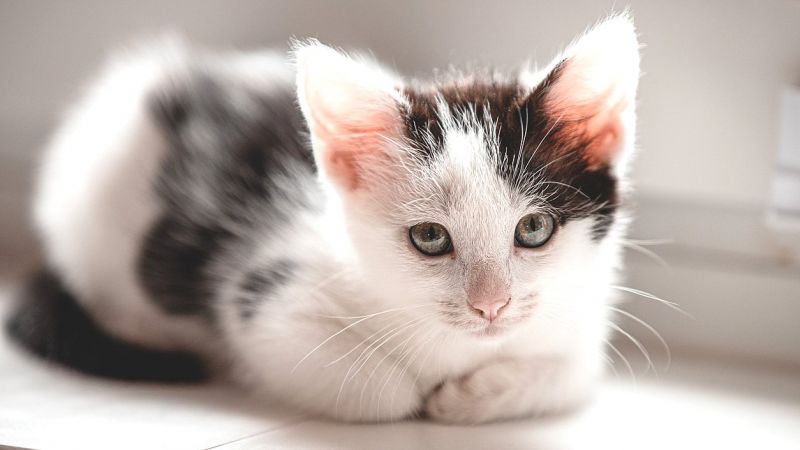 Госдума приняла закон о запрете продажи животных в зоомагазинах и на рынках