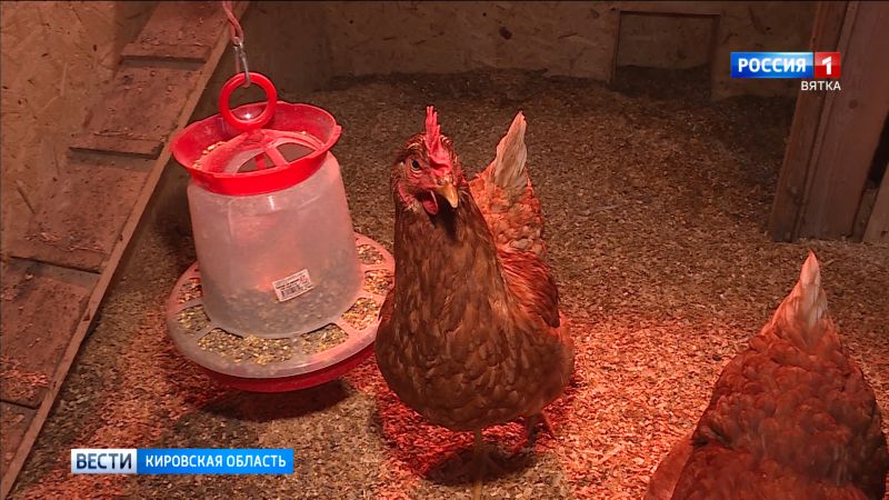 Кировчанам объяснили правила содержания животных на садовом участке