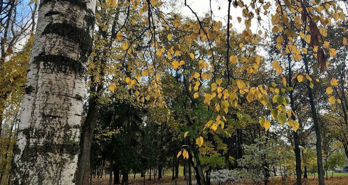 В воскресенье в Кировской области будет облачная с прояснениями погода