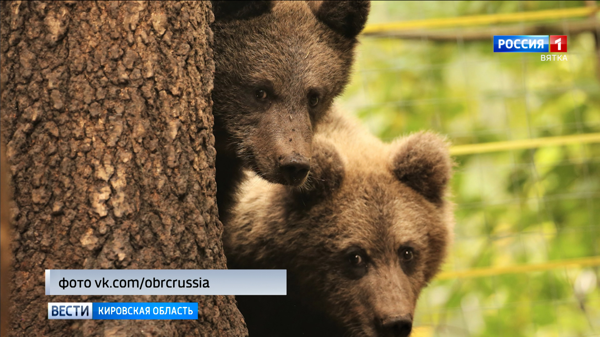 Медвежат Ежика и Веснушкина выпустили в лес в Тверской области