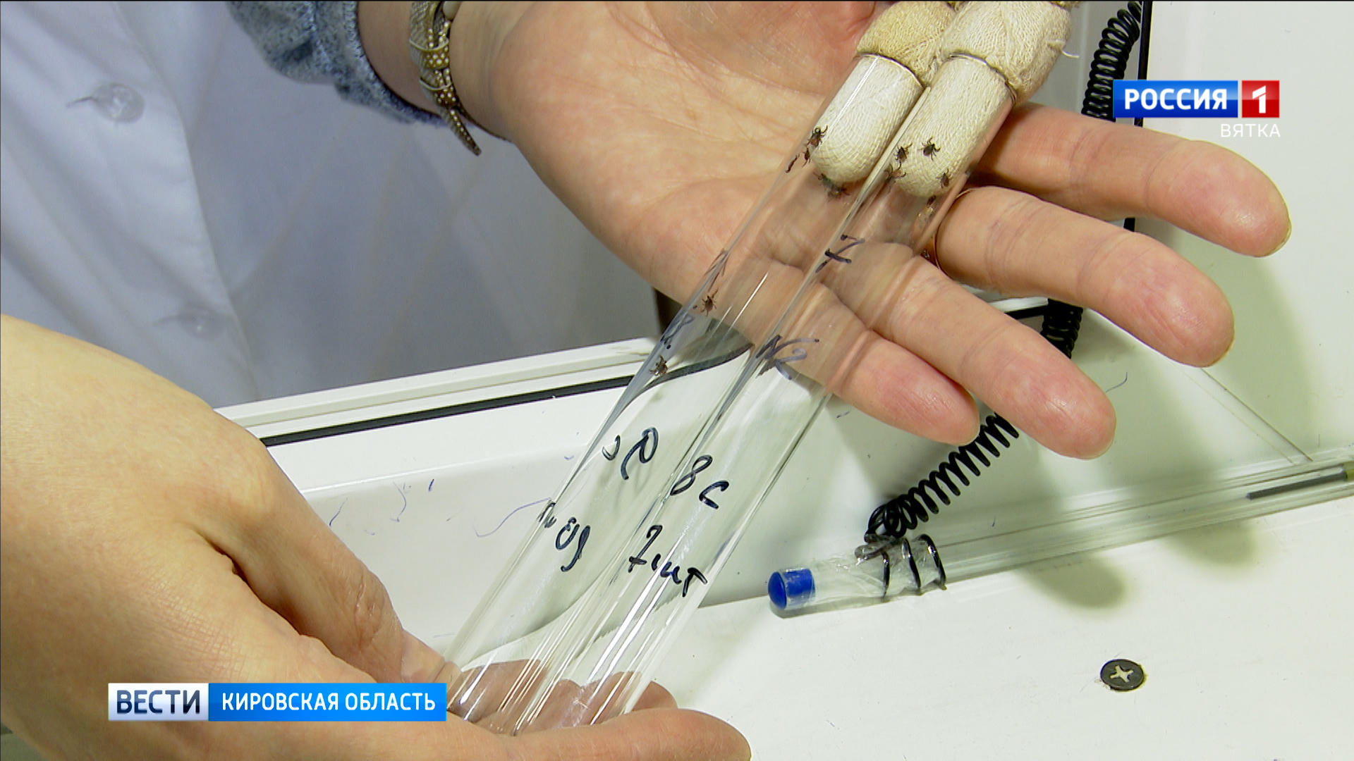 Роспотребнадзор Кировской области подвел итоги сезона клещевой активности