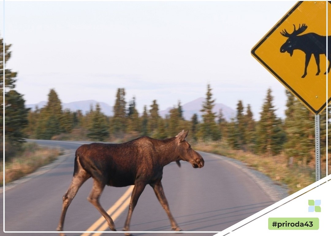 В Кировской области под колесами автомобилей погибли 4 лося и 2 кабана