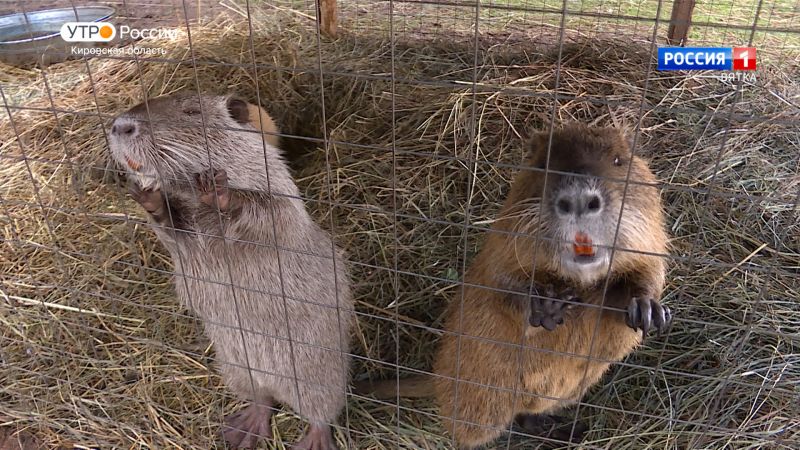 Хвост за хвост. Нутрии (04.10.2022)