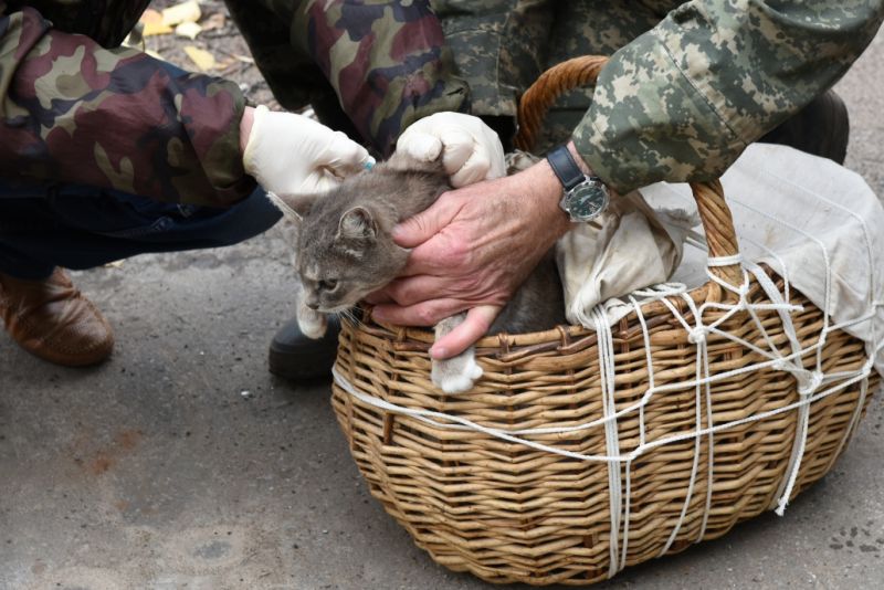 Питомцам Первомайского района города Кирова сделают прививки от бешенства