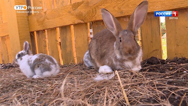 Хвост за хвост. Кролики (14.10.2022)