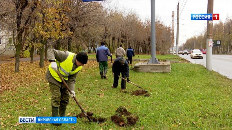 На улицах Кирова планируют высадить тысячу молодых деревьев