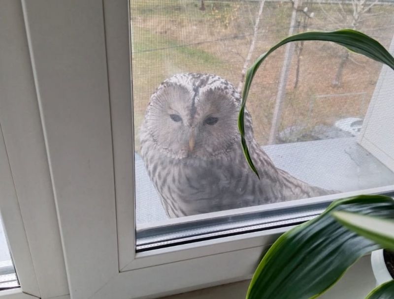 К жителям Кировской области в гости прилетела сова