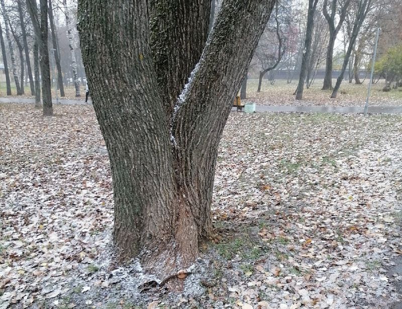В понедельник в Кировской области прогнозируют дождь со снегом