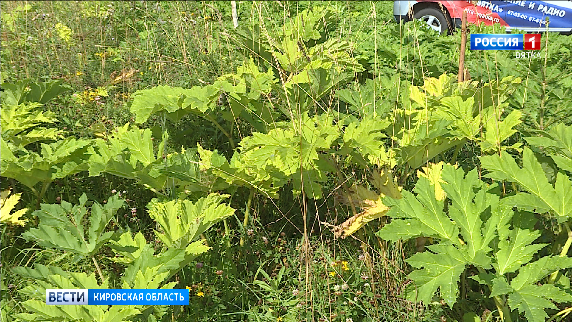 В следующем мае в Кировской области начнут борьбу с борщевиком