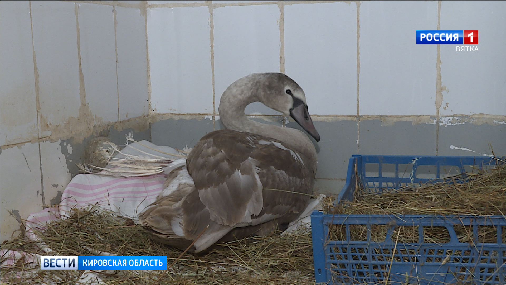 Кировские волонтеры выхаживают отставшего от стаи в Кильмезском районе лебедя