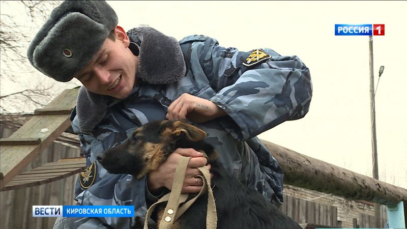 На службу в кировские колонии прибыли десять щенков из Свердловской области
