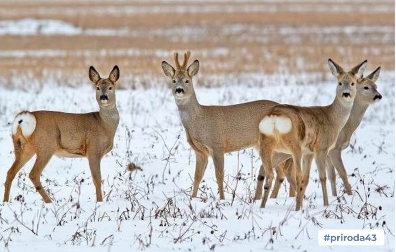 В Кировской области вновь заметили косуль