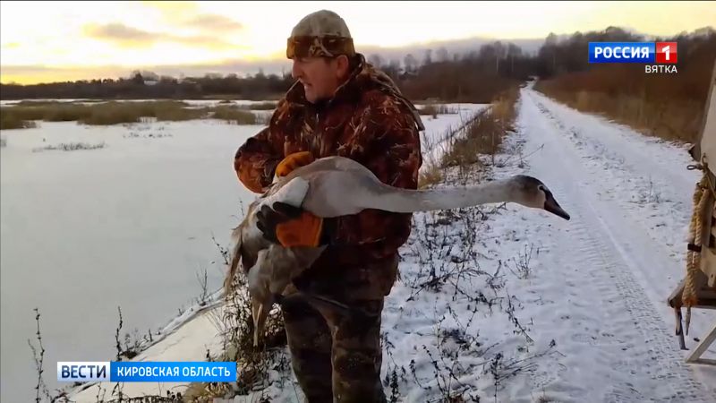 В Кильмезском районе спасли травмированного лебедя