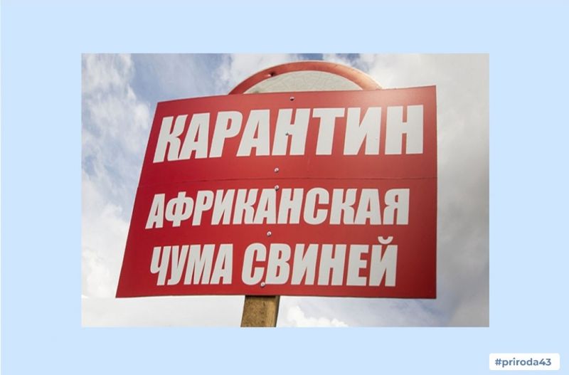 В двух районах Кировской области объявлен карантин по африканской чуме свиней