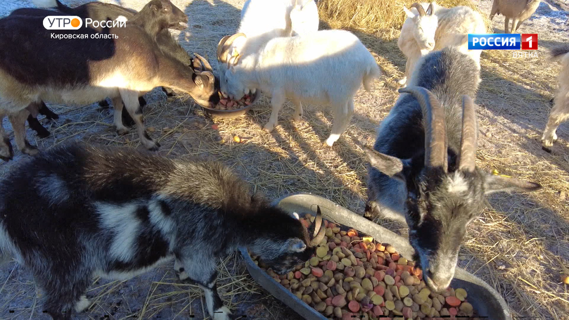 Хвост за хвост. Козий приют (02.12.2022)