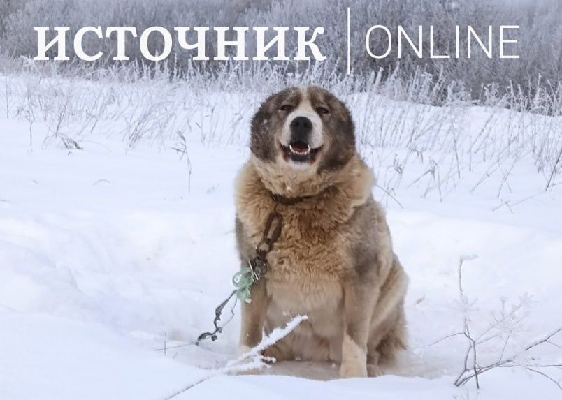 В Кировской области волонтёр спасла погибавшего в снегу алабая