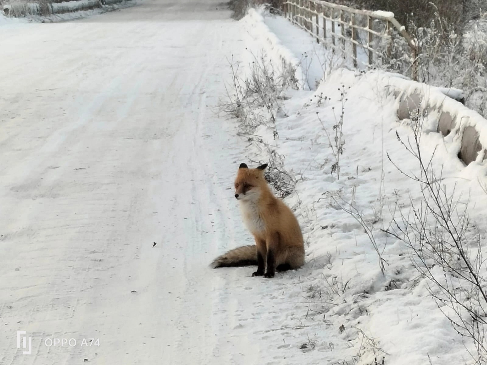 Нашествие лис, или как в Спасском появился свой рыжий любимец