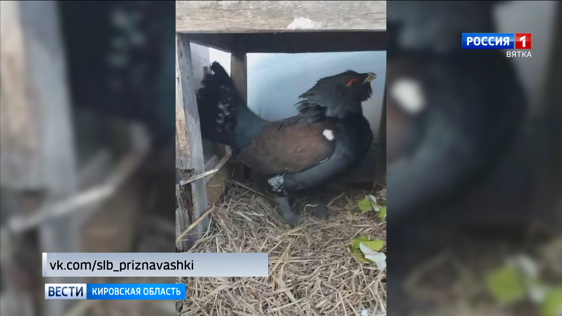 В Слободском спасли обессилевшего глухаря