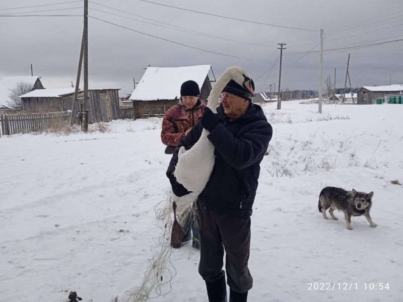 Лебедя из Афанасьевского района спасли