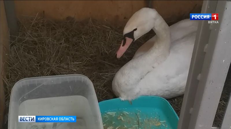 Кировские волонтеры рассказали о состоянии спасенного в Афанасьевском районе лебедя