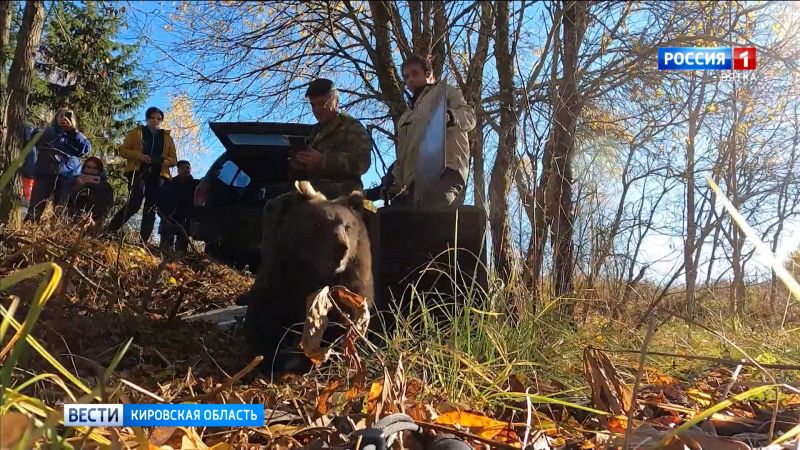 Центр спасения медвежат-сирот поделился видео о возвращении Ёжика и Веснушкина в лес
