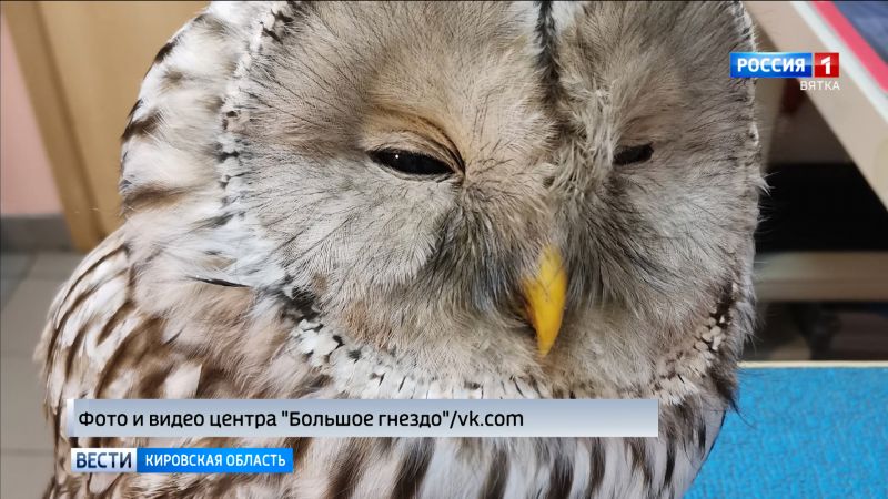 Кировские волонтеры отпустили на волю спасенную неясыть