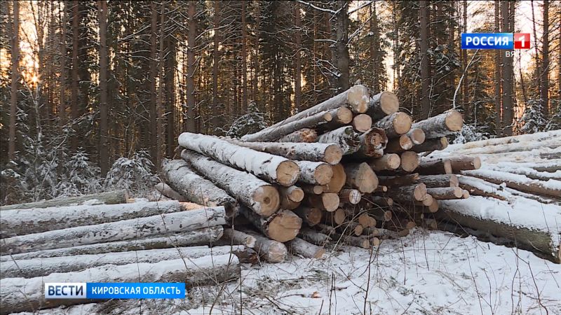 Кировская область вошла в тройку лидеров ПФО по доходам от лесопользования