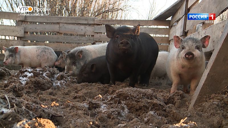 Хвост за хвост. Вьетнамские свинки (16.12.2022)