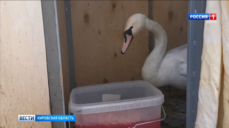 Кировские волонтеры просят помочь кормом для спасенных лебедей