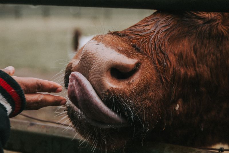 На ферме в селе Калинино начали работу специалисты Россельхознадзора