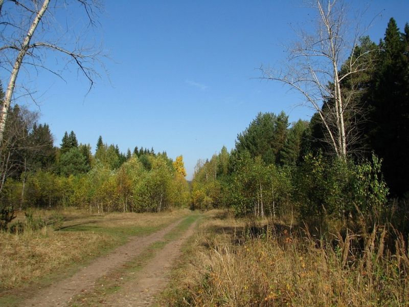 Доходы от использования лесов в Кировской области составили 1,2 млрд рублей