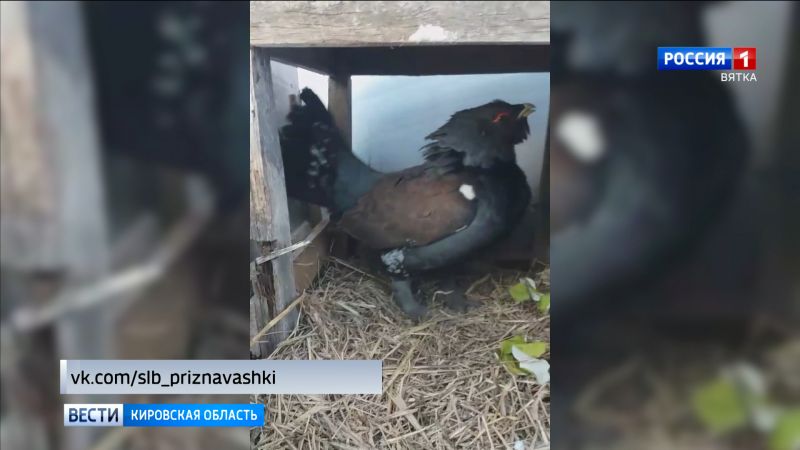 В Слободском спасли обессилевшего глухаря