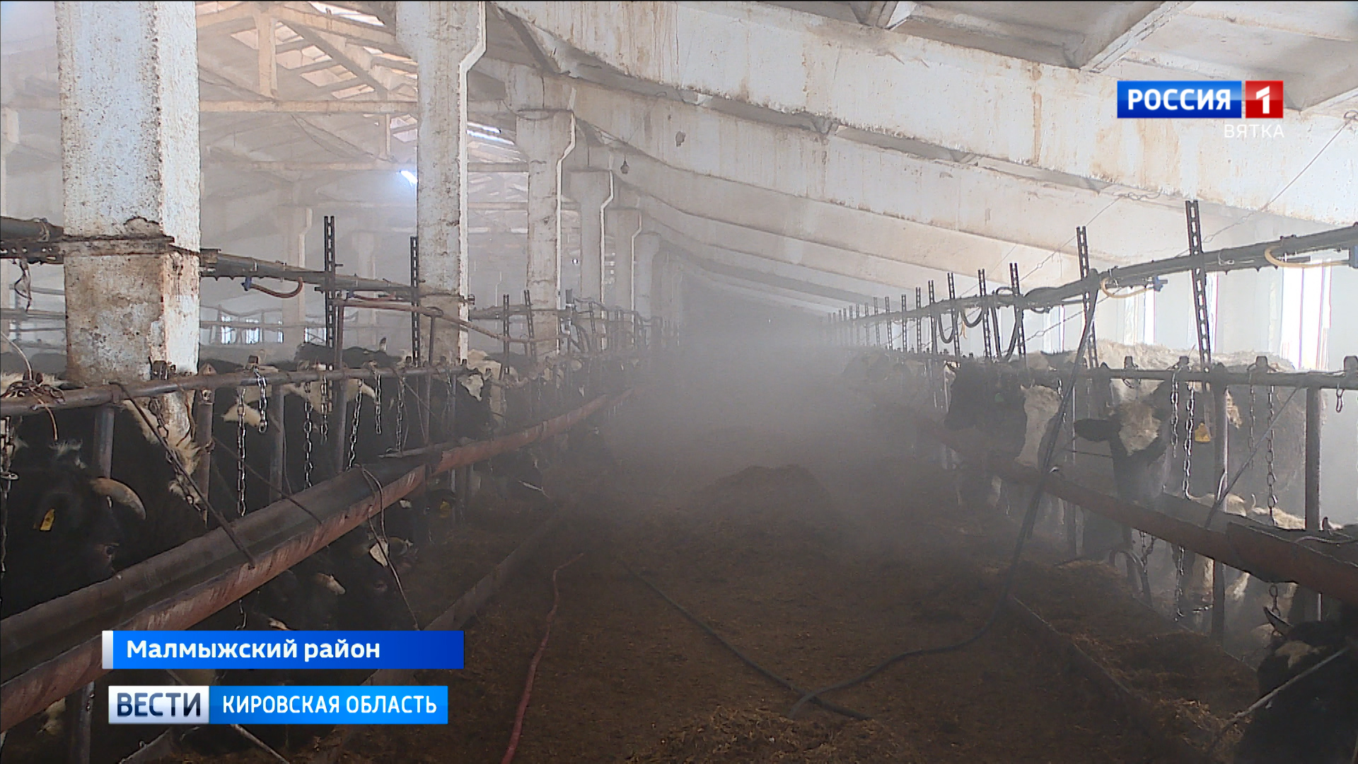 История с животными проблемной фермы в Малмыжском районе закончилась благополучно