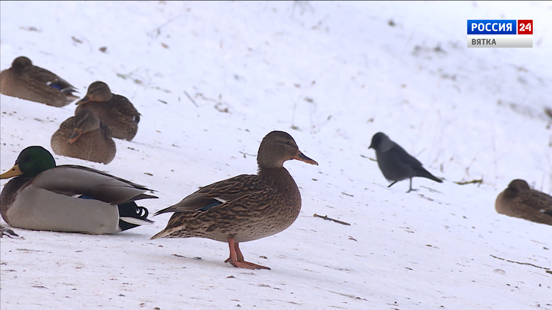 В Кировской области обитают 3015 уток
