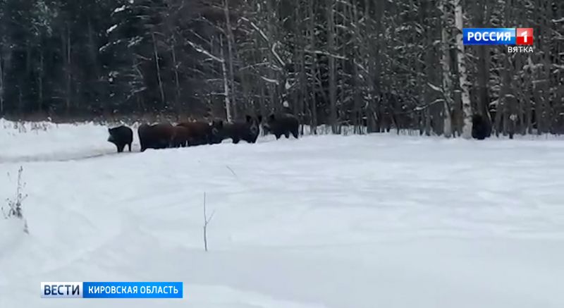 Кировчане обсуждают видео новогоднего банкета кабанов