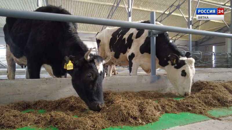 Губерния. Роботоферма в Сунском районе (25.01.2023)