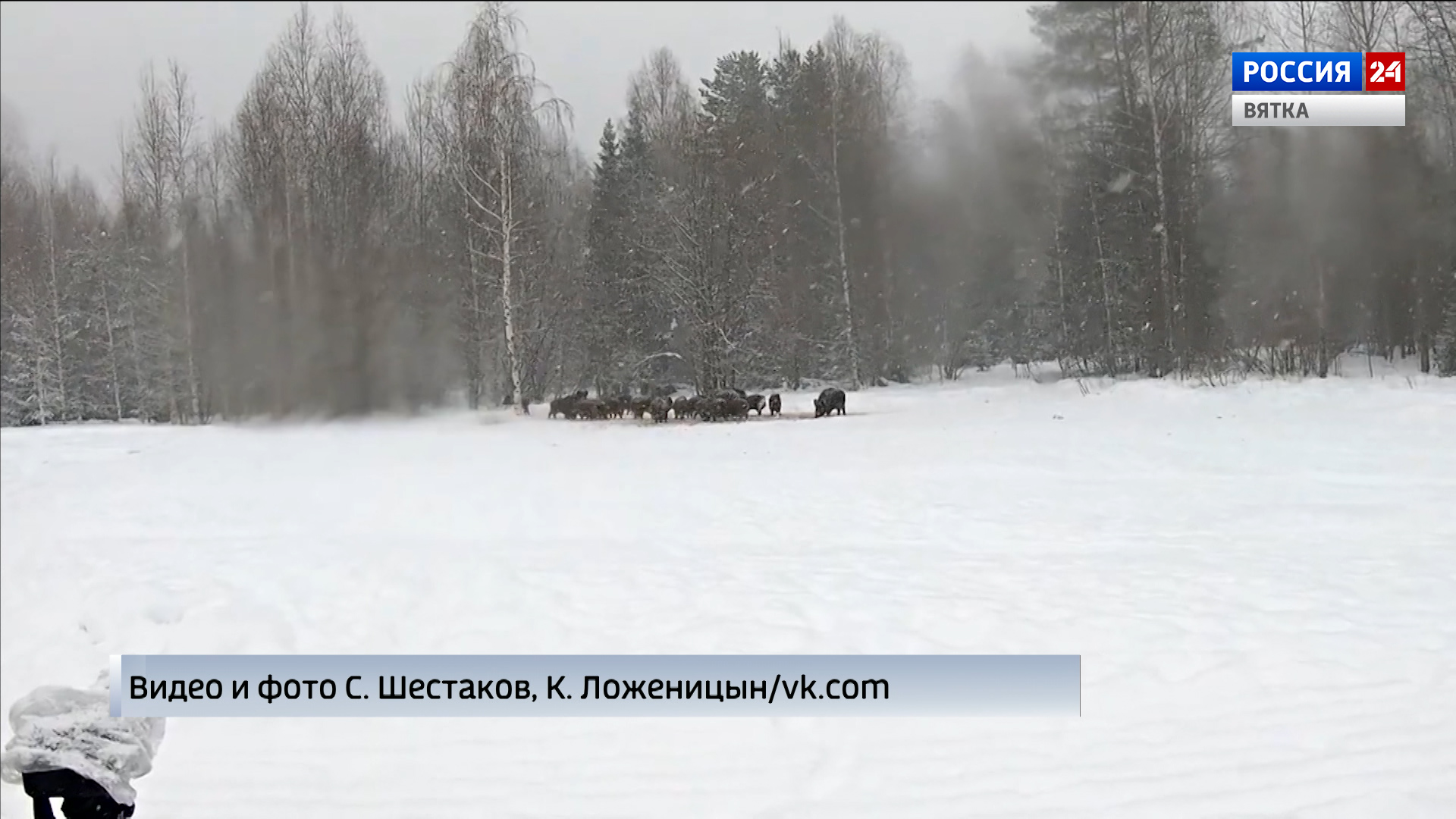 В Котельничском районе засняли обеденную трапезу кабанов