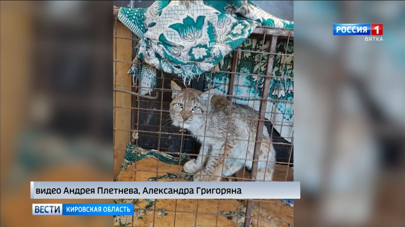 В Кирове истощенного рысенка после реабилитации выпустят в лес