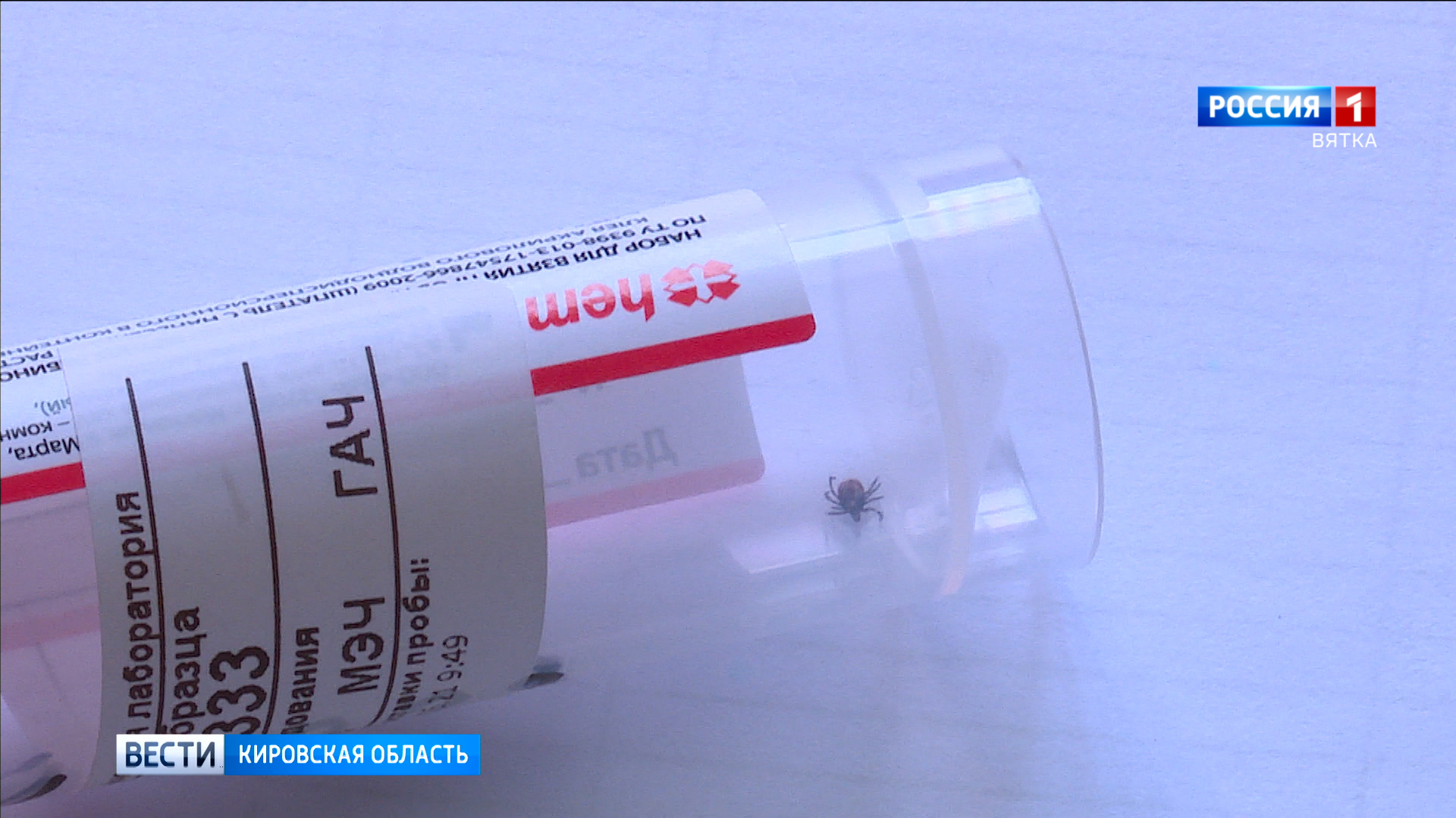 За неделю в Кировской области зарегистрировали 18 случаев укусов клещей