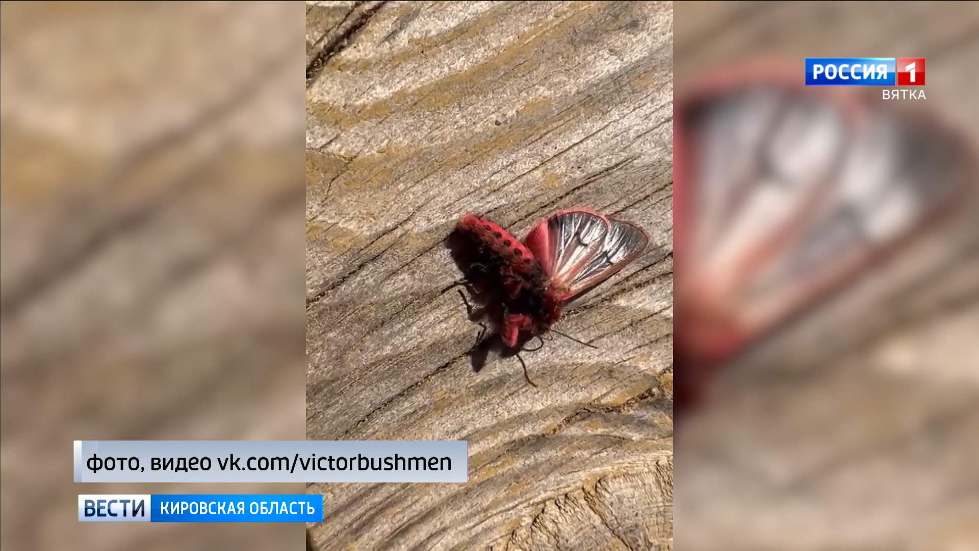 В Кировской области проснулись первые бабочки