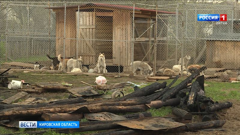 Двое кировчан спасли более десятка собак во время пожара в Малой Субботихе