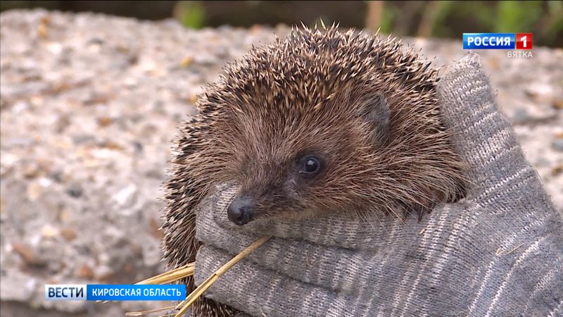 Пройти мимо - значит помочь: волонтеры просят не подбирать диких животных