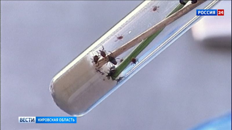 В Кировской области зарегистрированы первые случаи заболевания клещевым боррелиозом