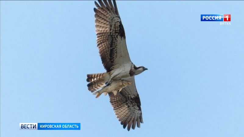 Жительница Кировской области сделала уникальные кадры редкой птицы с рыбой в лапах