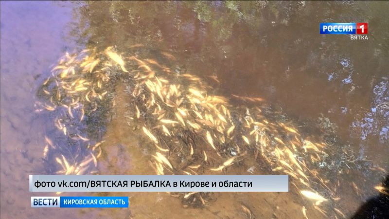 В реке Чахловица обнаружили гибель рыбы