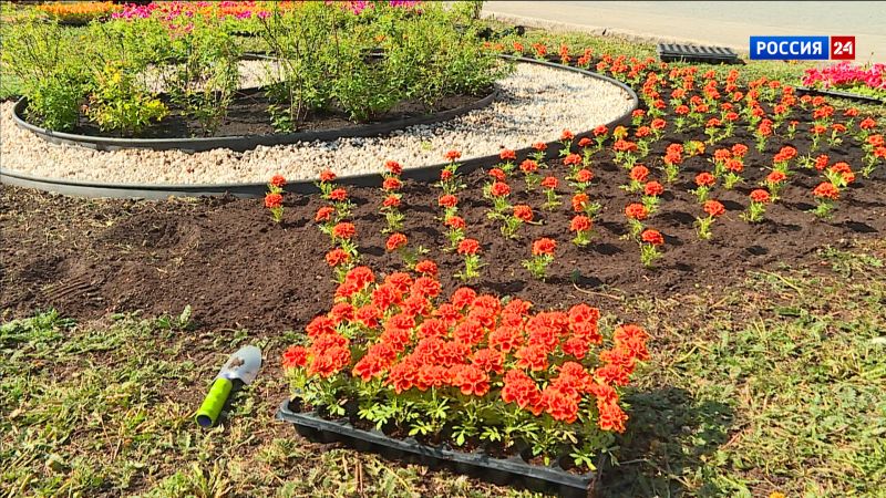 Кировские клумбы украшают бархатцами и петуниями