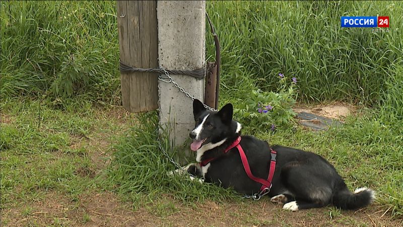 В Кирове депутаты областного Заксобрания одобрили штрафы за плохое содержание и самовыгул животных