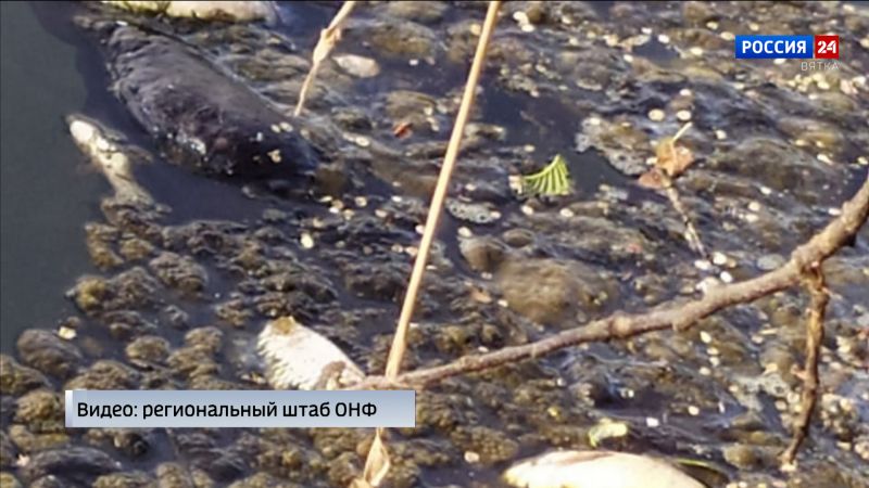 В Минэкологии Кировской области прокомментировали мор рыбы на реке Лаж в Лебяжском районе