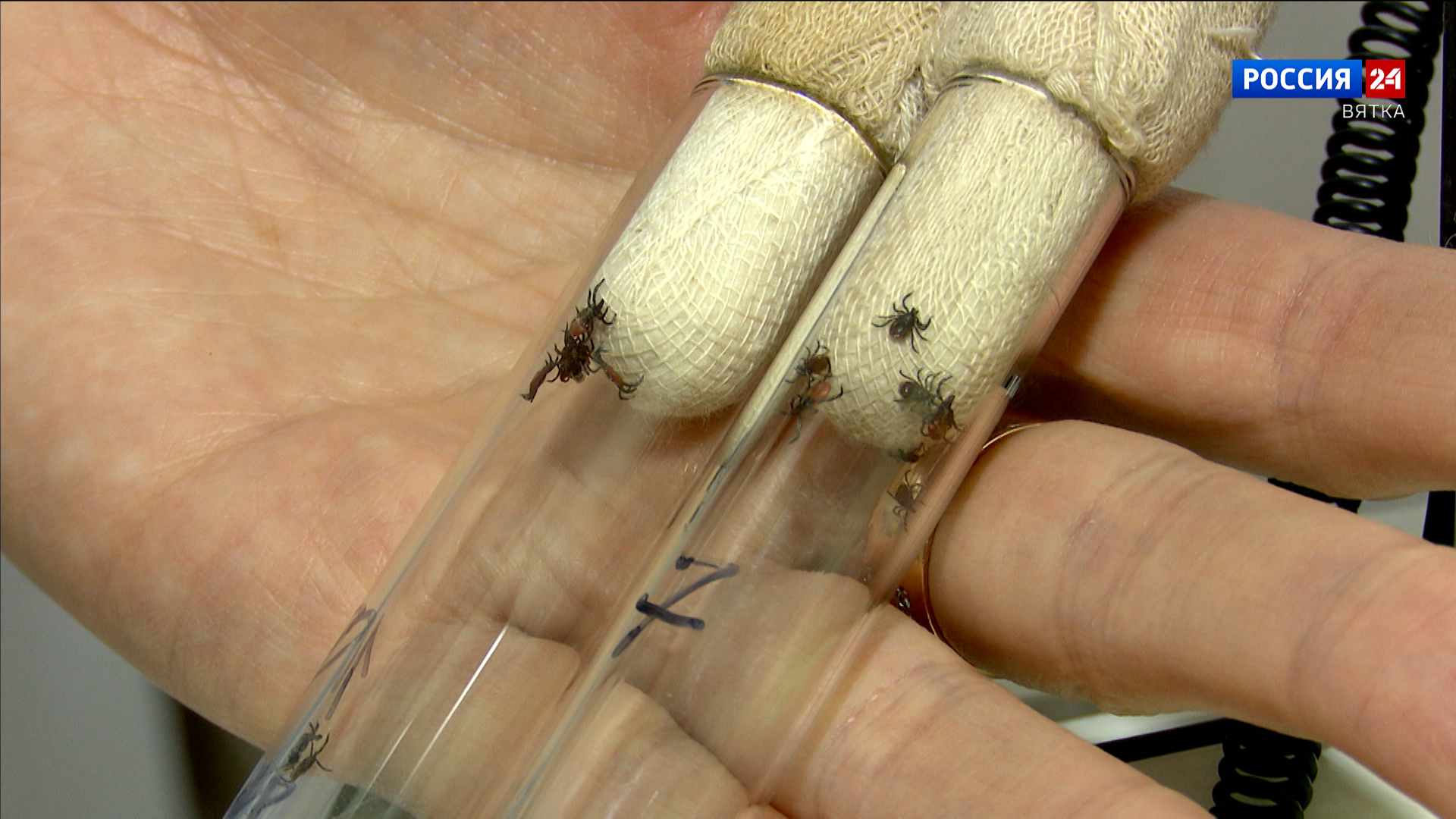 От укусов клещей пострадали более 8 тысяч кировчан