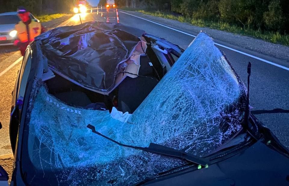 В Советском районе в результате встречи на трассе с лосем пострадали женщина и ребенок
